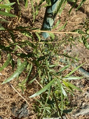 Baccharis salicifolia