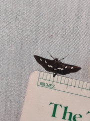 Desmia