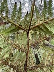 Cyatheales