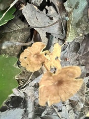 Heimiomyces tenuipes