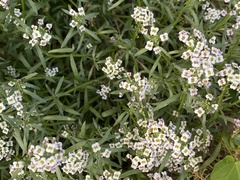 Lobularia maritima
