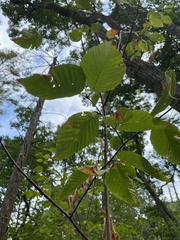 Betulaceae