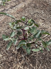 Chenopodium berlandieri