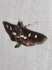 Desmia
