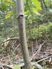 Betulaceae