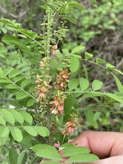 Indigofera suffruticosa