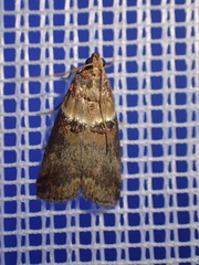 Acrobasis tumidana