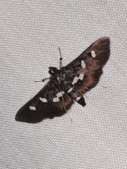 Desmia