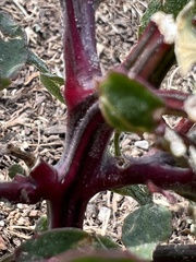 Chenopodium berlandieri