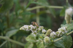 Helophilus trivittatus