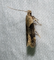 Chionodes mediofuscella