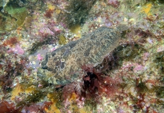 Zeugopterus punctatus