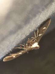 Desmia