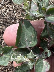 Chenopodium berlandieri