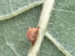 Neuroterus anthracinus