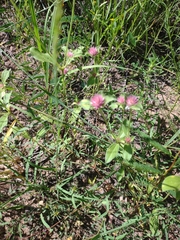 Gomphrena globosa