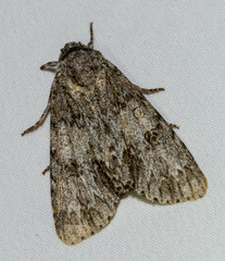 Acronicta rubricoma