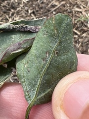 Chenopodium berlandieri
