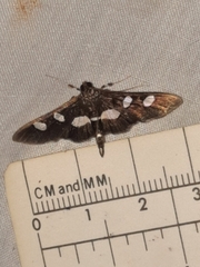Desmia funeralis