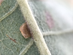 Neuroterus anthracinus