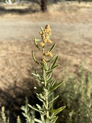 Atriplex canescens