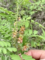 Indigofera suffruticosa