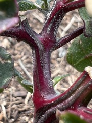 Chenopodium berlandieri