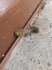 Eacles imperialis pini