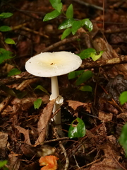 Amanita