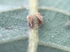 Neuroterus anthracinus