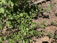 Ceanothus sanguineus