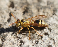 Ropalidia romandi