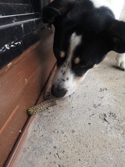 Eacles imperialis pini