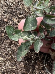 Chenopodium berlandieri