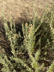Atriplex canescens