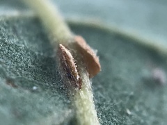 Neuroterus anthracinus