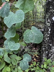Passiflora lutea