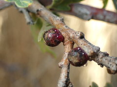 Disholcaspis perniciosa