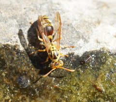 Ropalidia romandi
