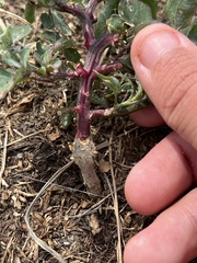 Chenopodium berlandieri