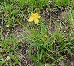 Echeandia flavescens