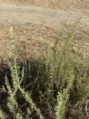 Atriplex canescens