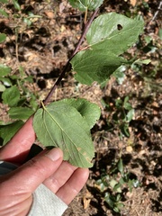 Ceanothus sanguineus