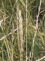 Ammophila arenaria