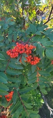 Sorbus decora