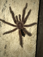 Avicularia hirschii