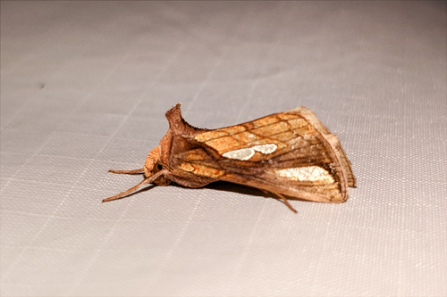 Connected Looper Moth photo 5