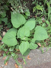 Clerodendrum trichotomum
