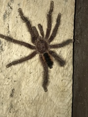 Avicularia hirschii