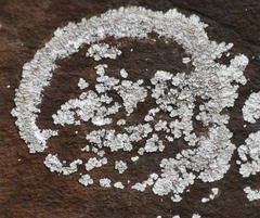 Lepraria normandinoides